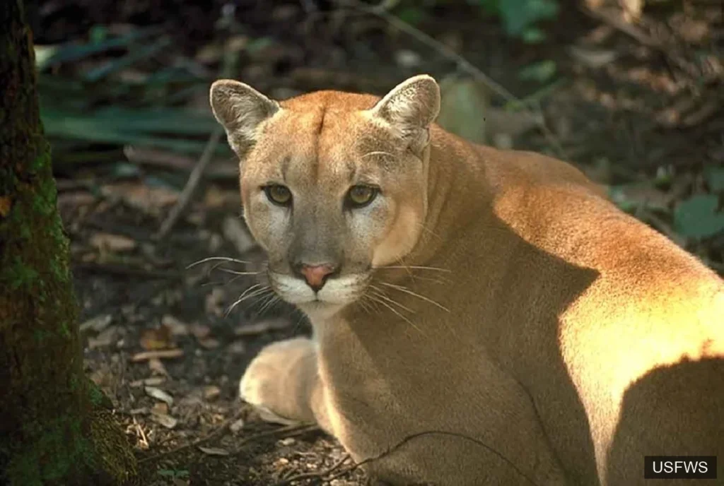 Florida Panther
