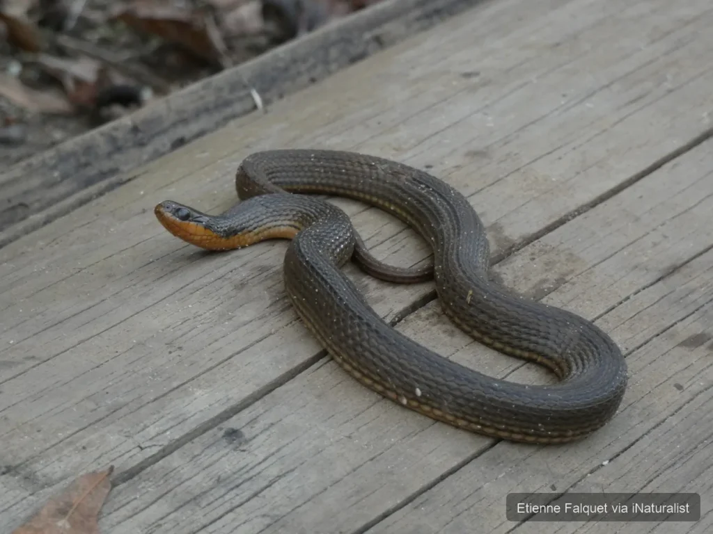 glossy-swampsnake