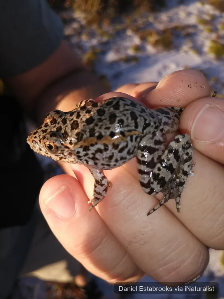 gopher frog