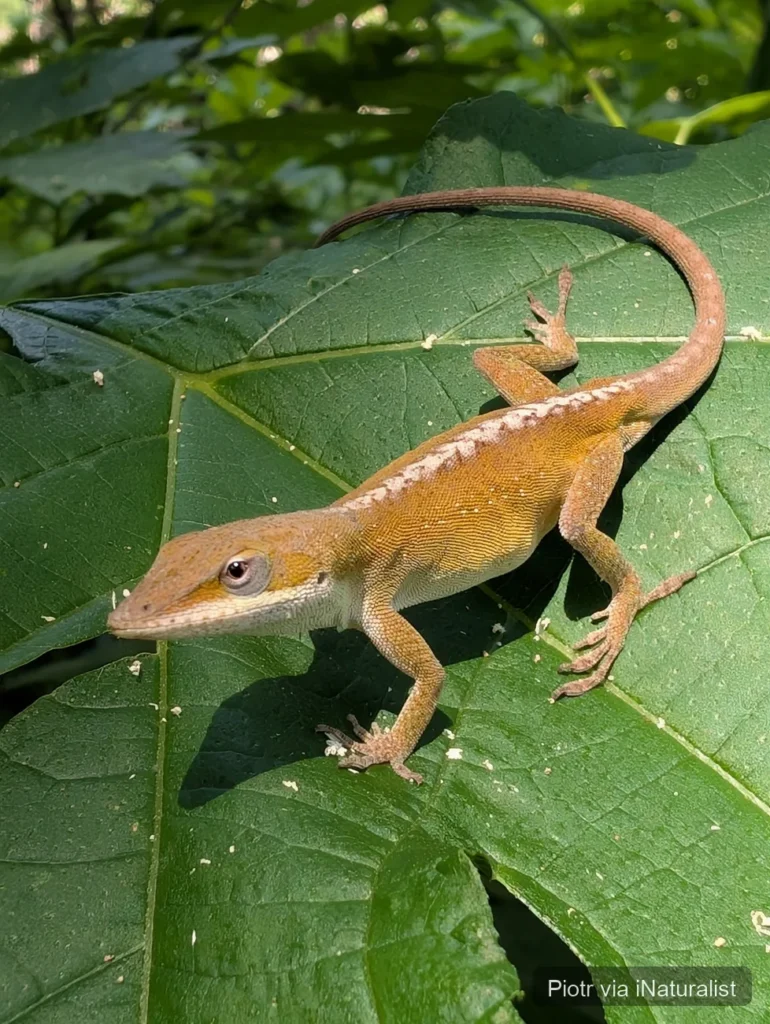 green anole
