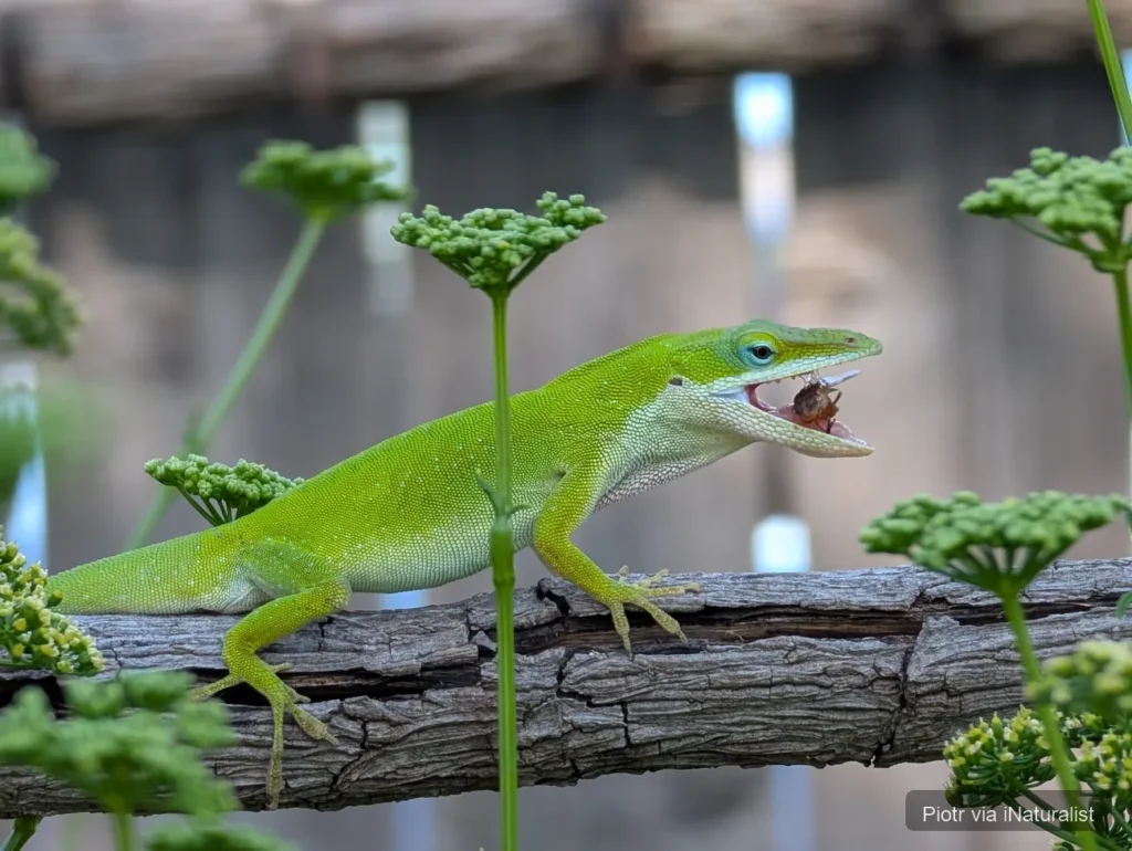 green anole