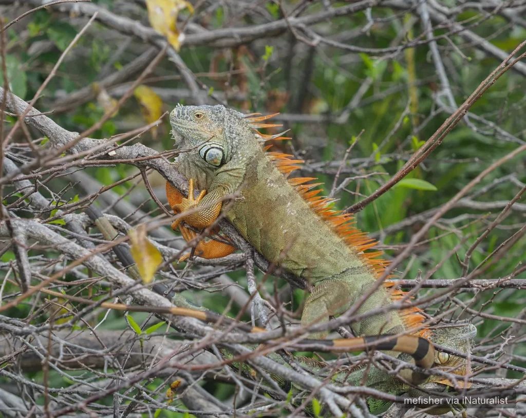 green iguana