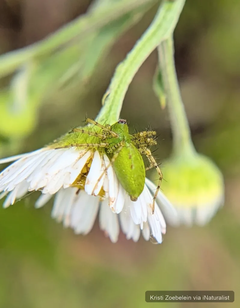 green lynx spider_peucetia viridans