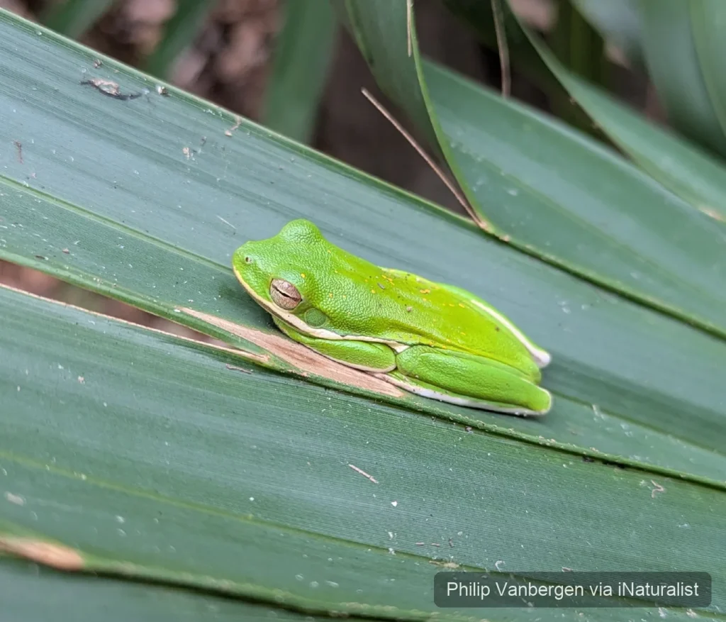 green treefrog