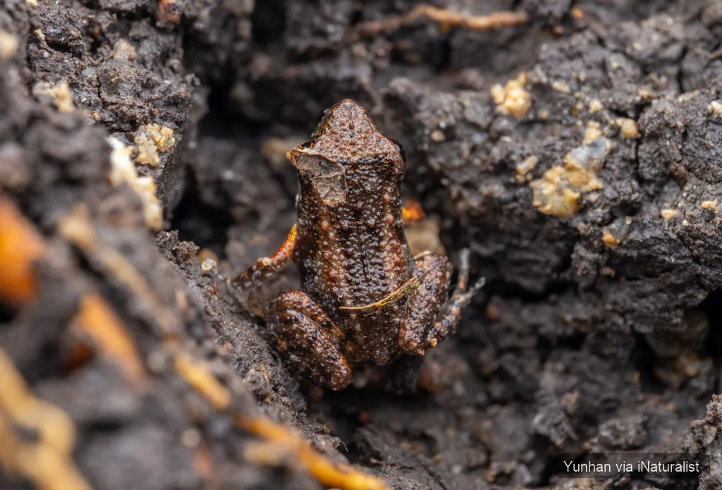 greenhouse frog