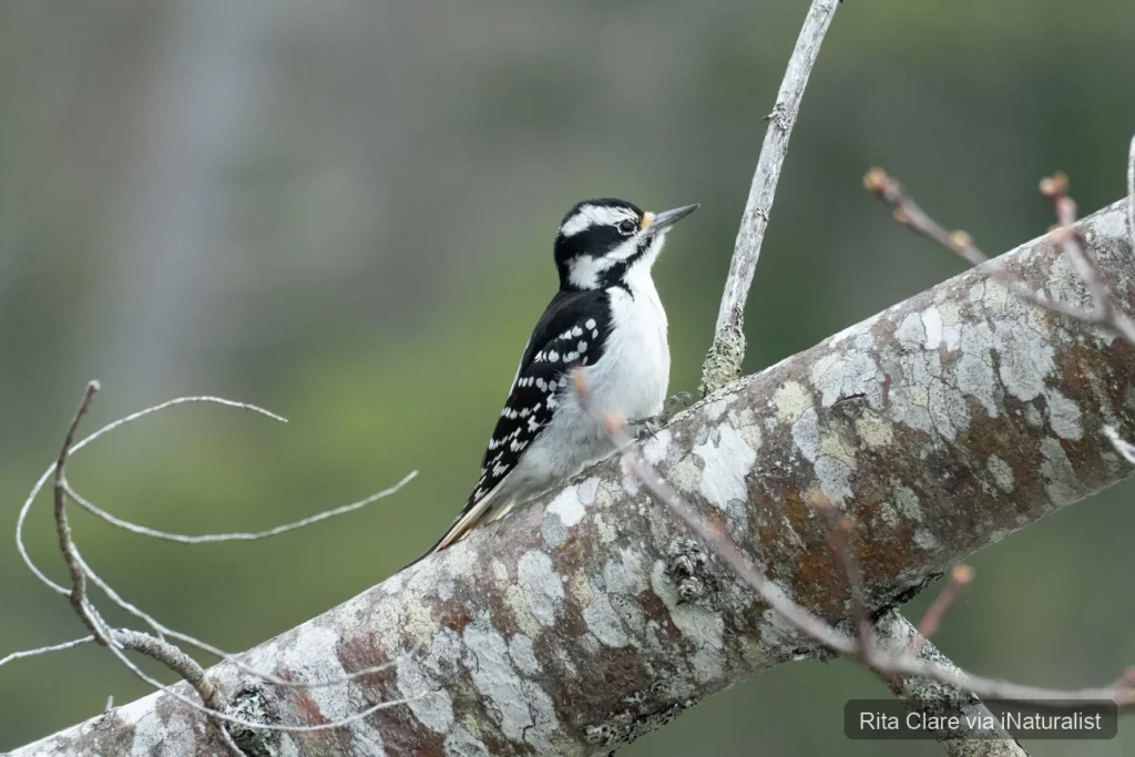 hairy woodpecker