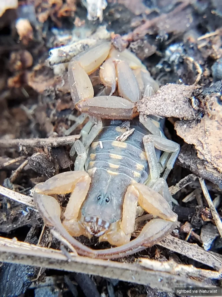 hentz striped scorpion