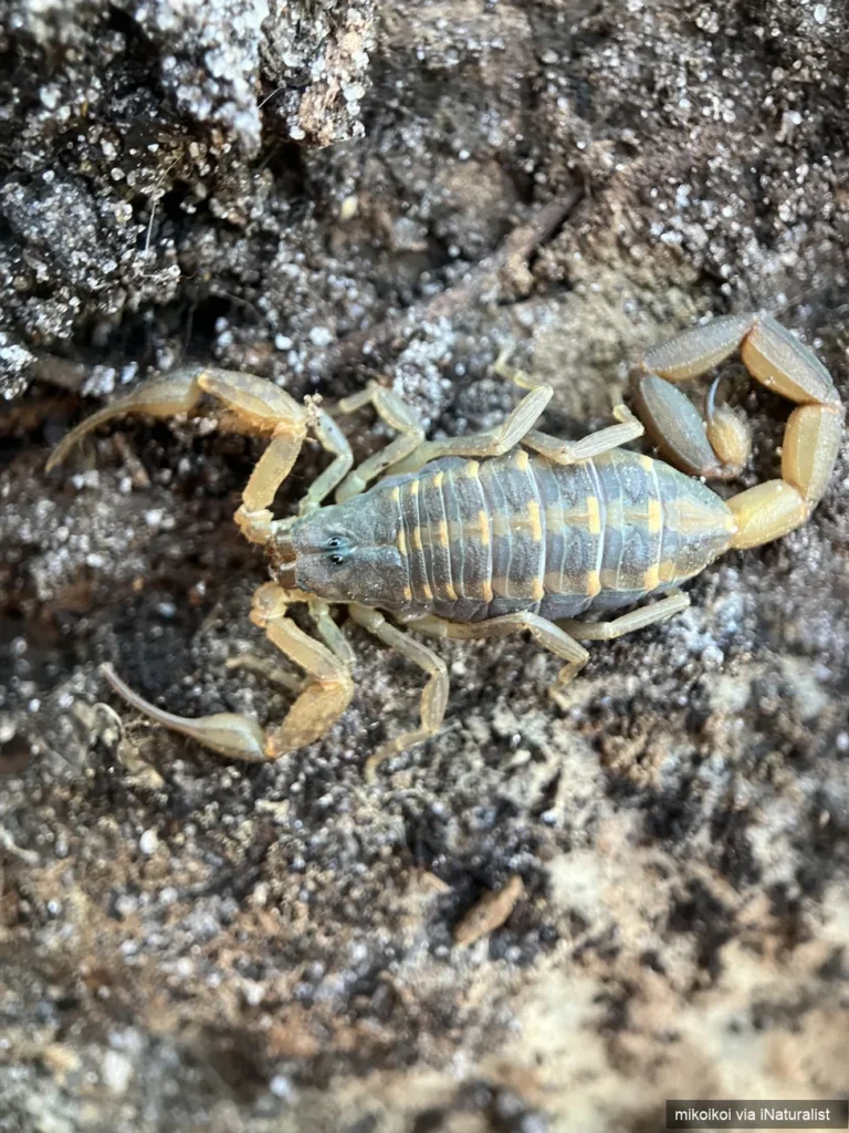 hentz striped scorpion