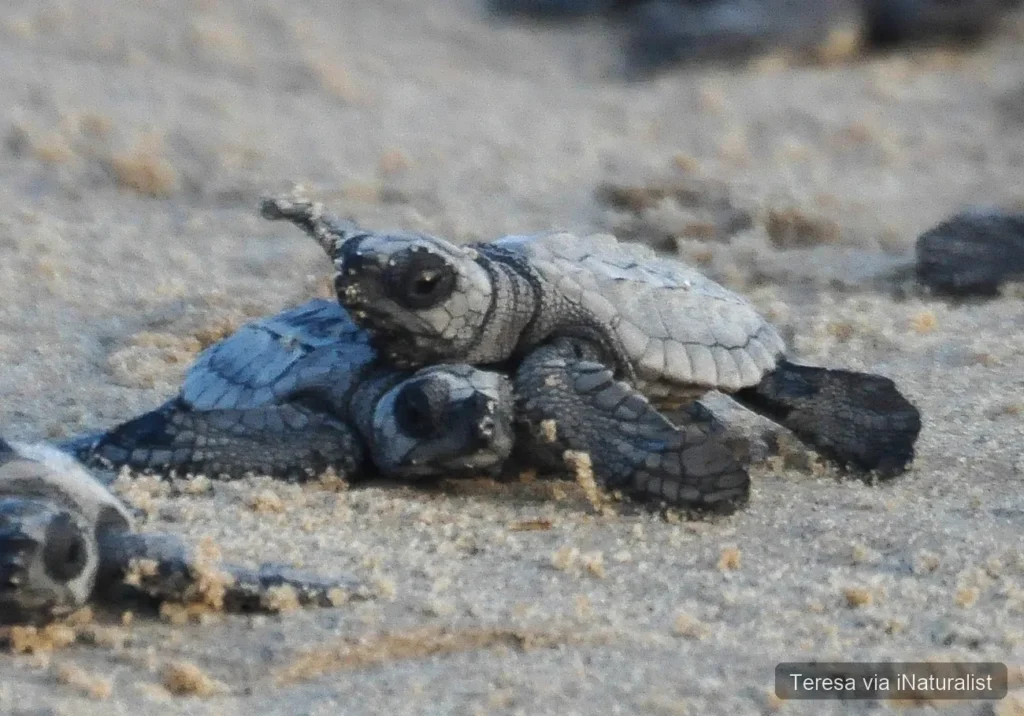 kemps ridley sea turtle