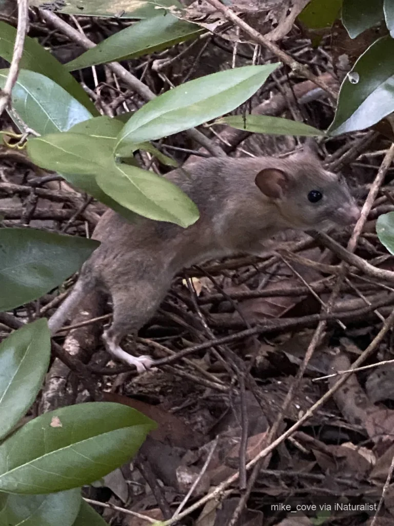 key largo woodrat