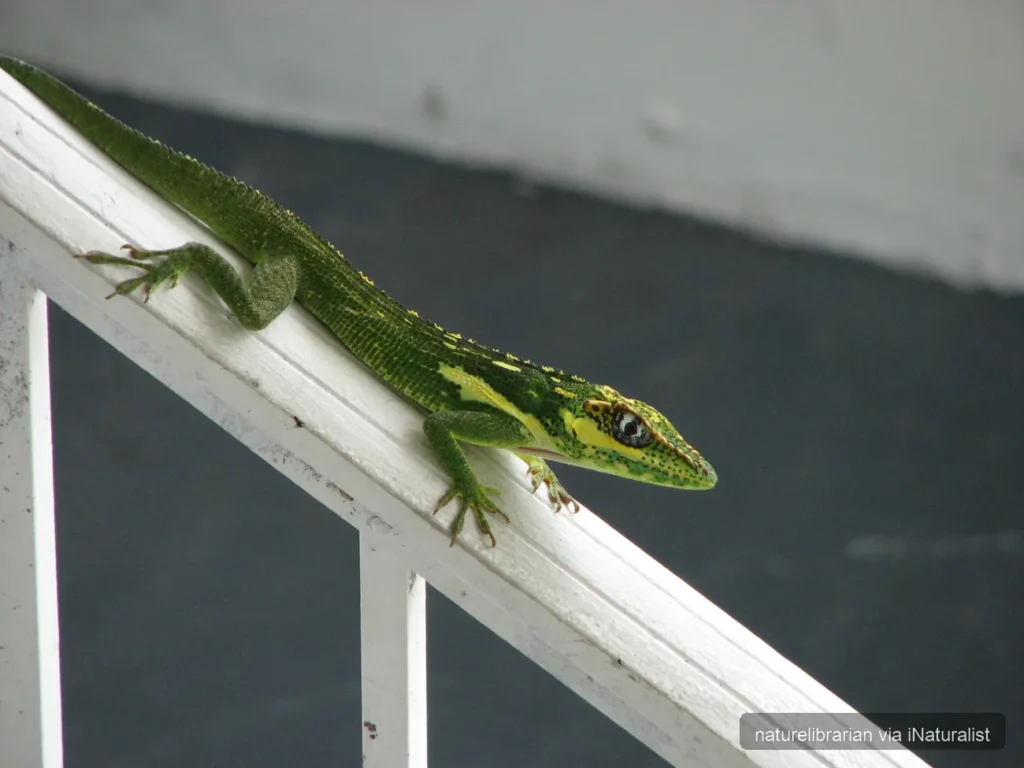 knight anole