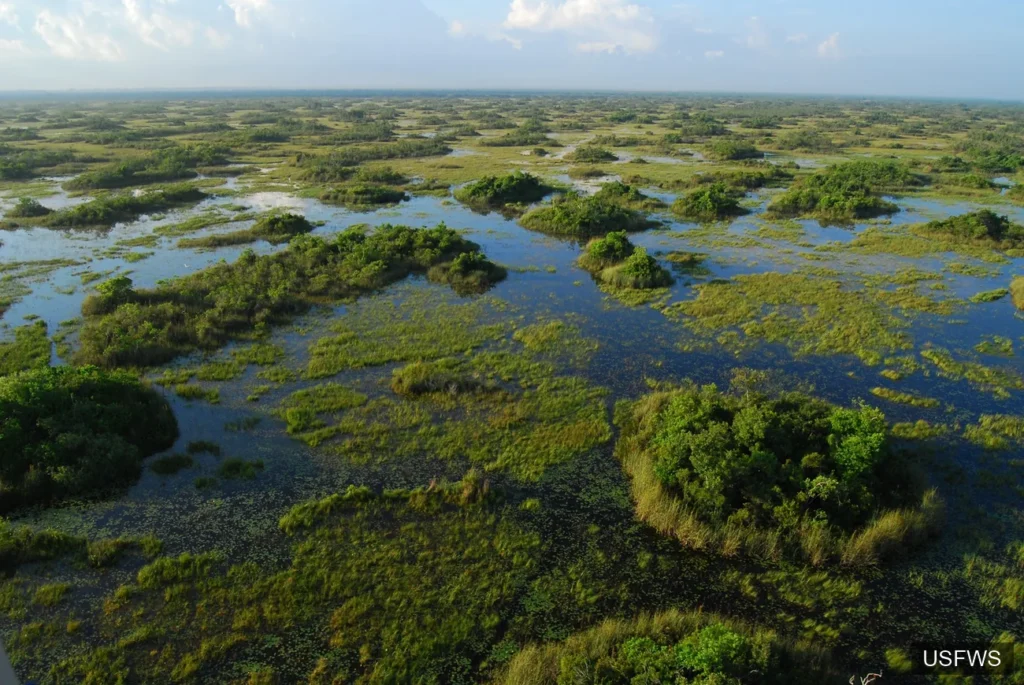 florida everglades