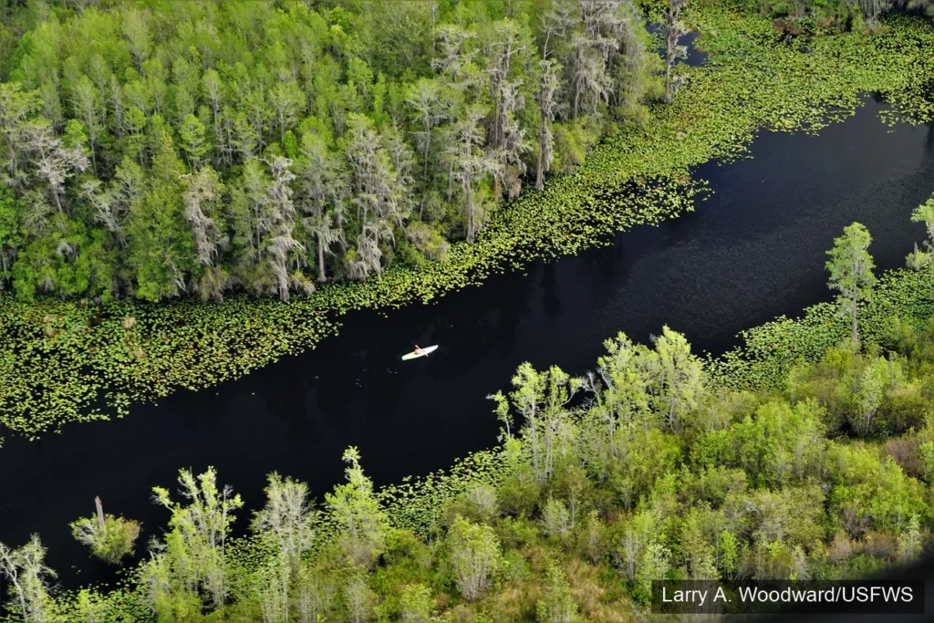 Okefenokee national wildlife refuge
