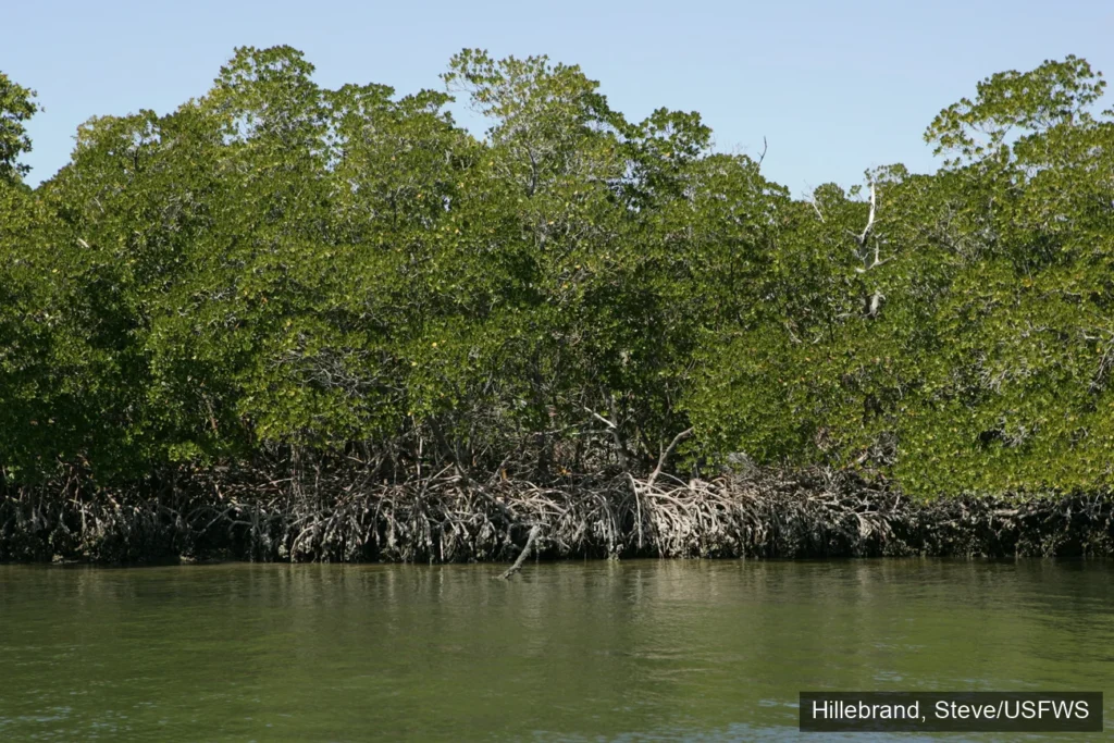 Mangroves in Florida
