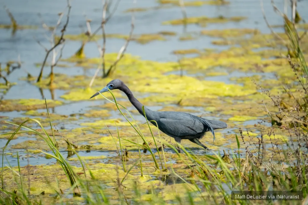Little blue heron