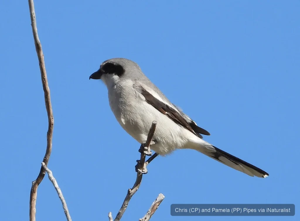 loggerhead-shrike_lanius-ludovicianus