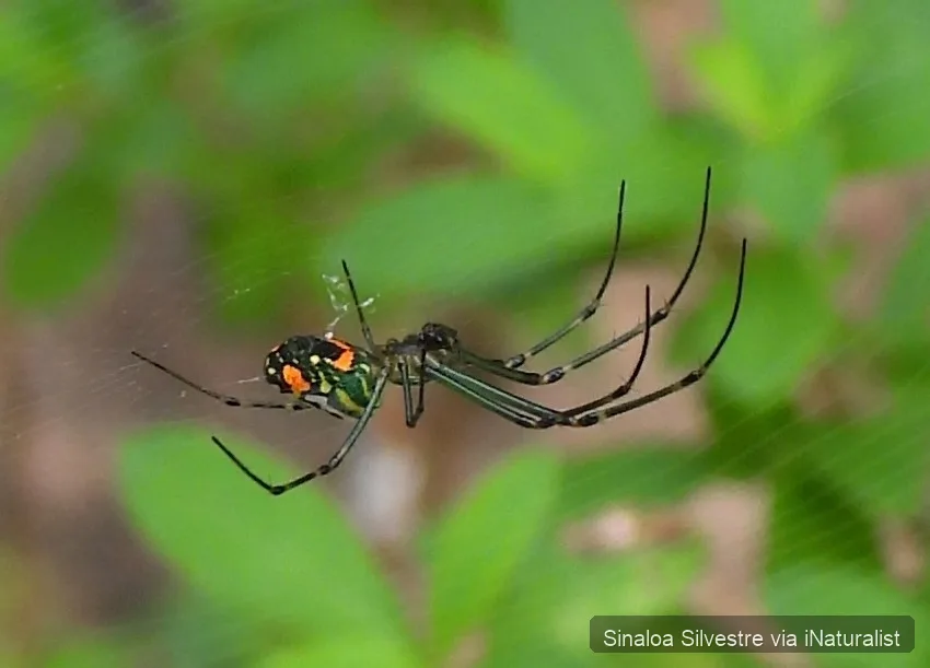 mabel orchard orbweaver_leucauge argyrobapta