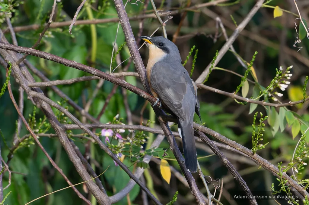 mangrove-cuckoo_coccyzus-minor