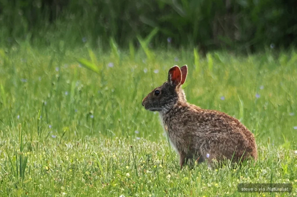 marsh rabbit
