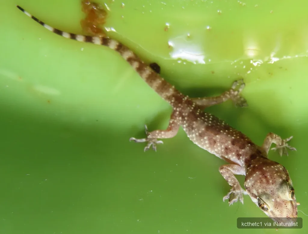 mediterranean house gecko