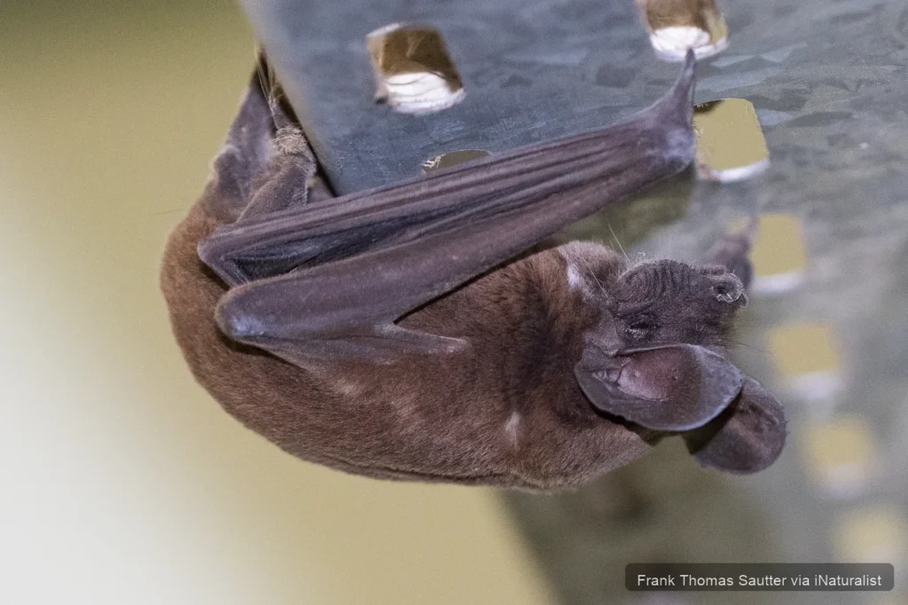 mexican free tailed bat