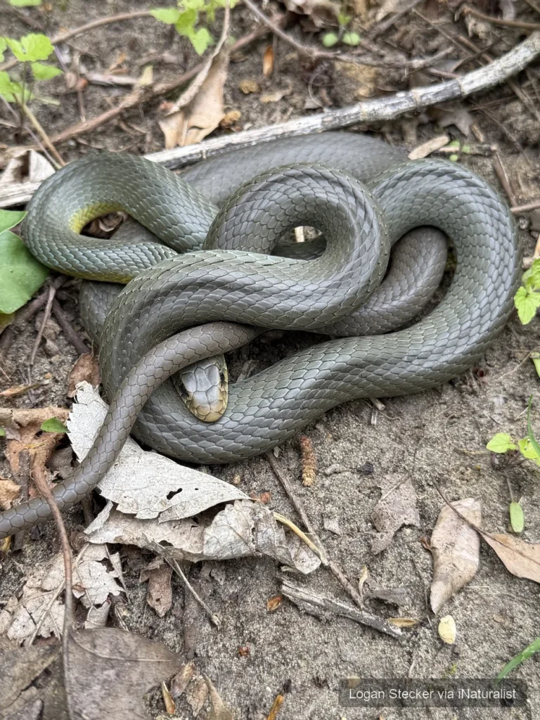 north-american-racer