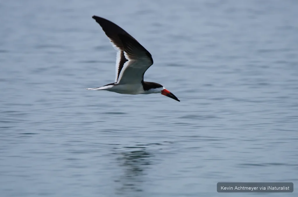 Black Skimmer