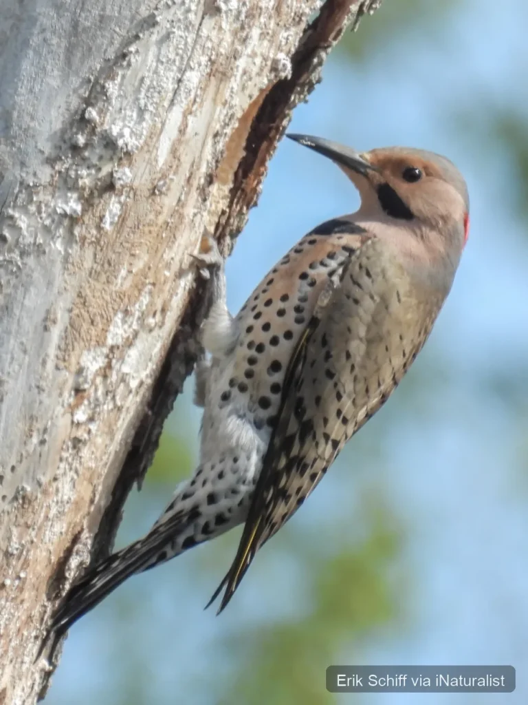 northern flicker