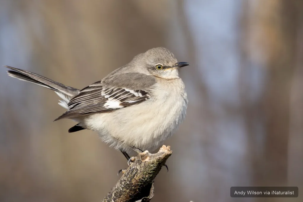 northern-mockingbird_mimus-polyglottos