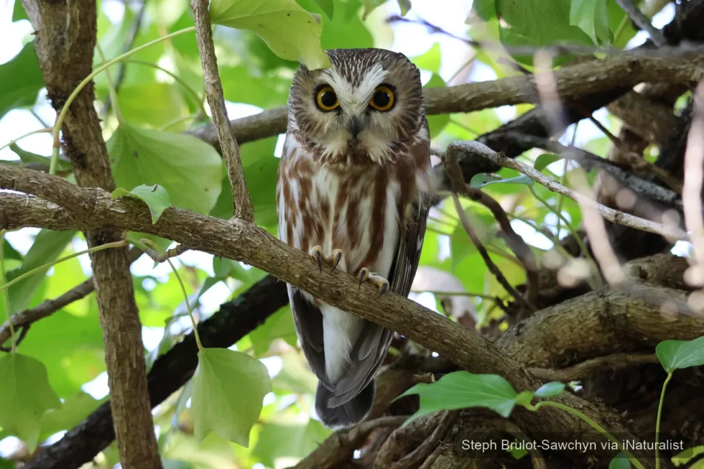 northern saw whet owl