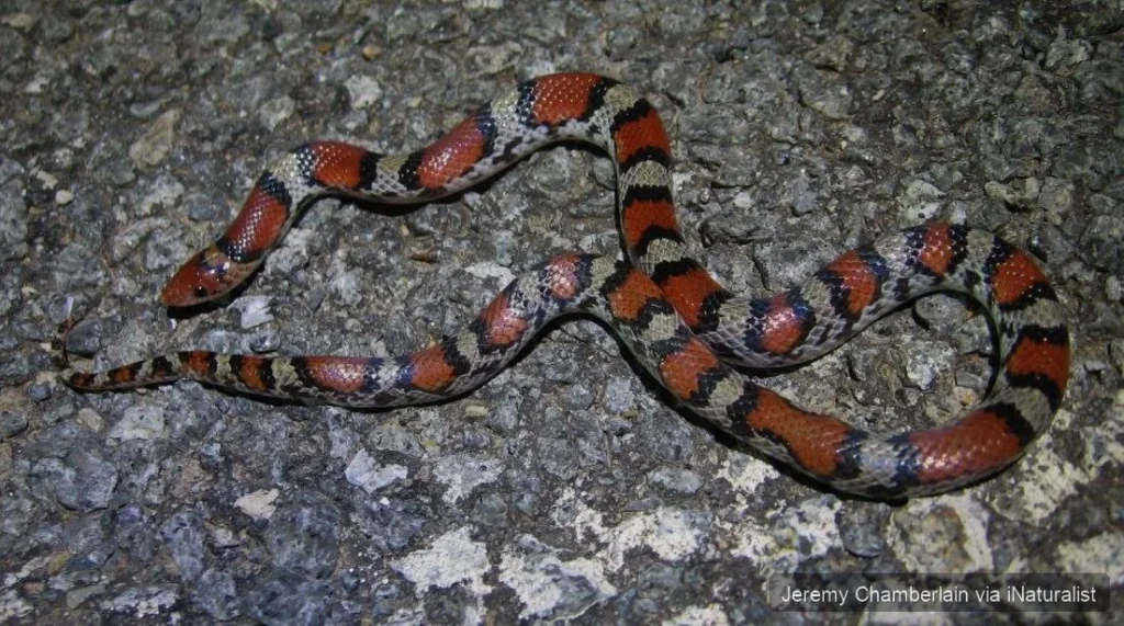 northern scarletsnake