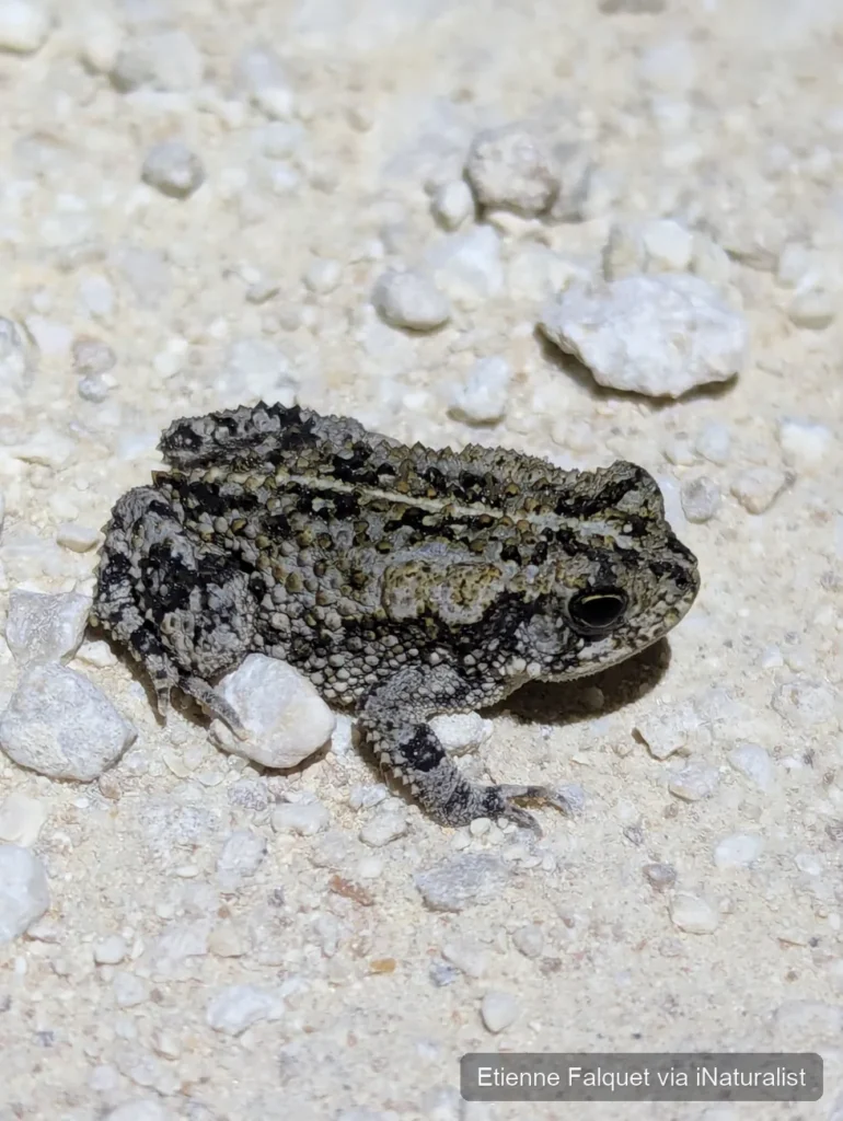 oak toad