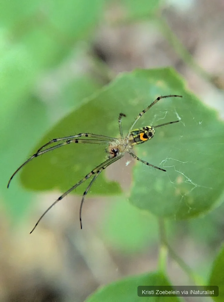orchard orbweaver_leucauge venusta