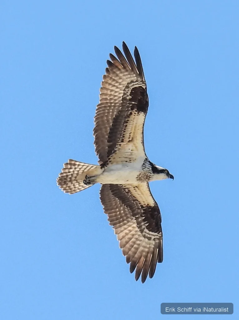 osprey_pandion-haliaetus