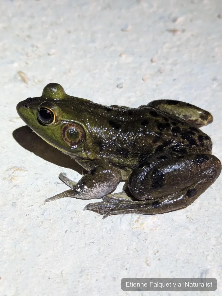 pig frog