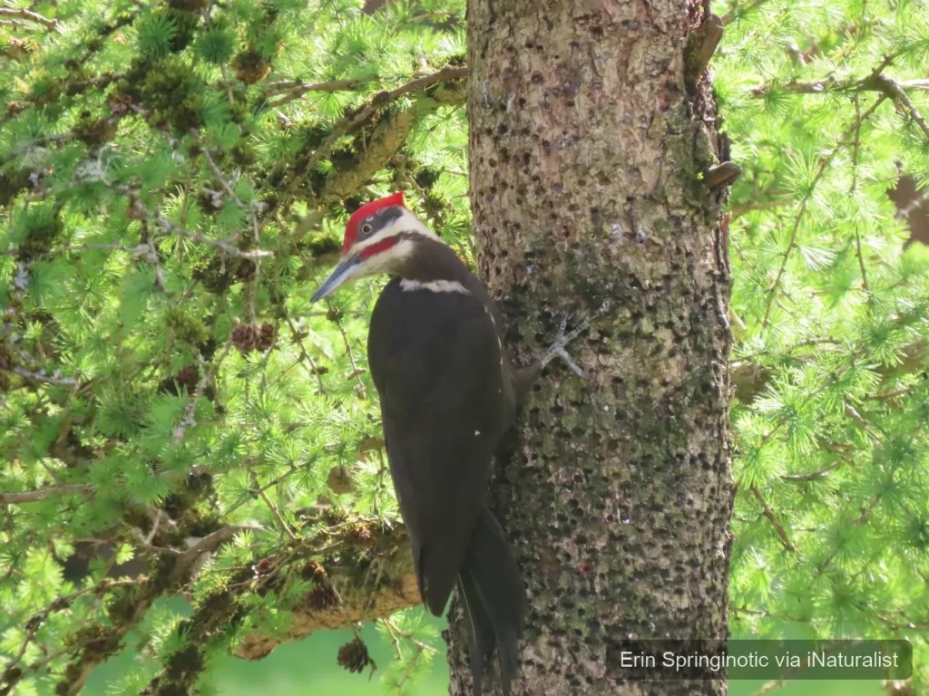 pileated woodpecker