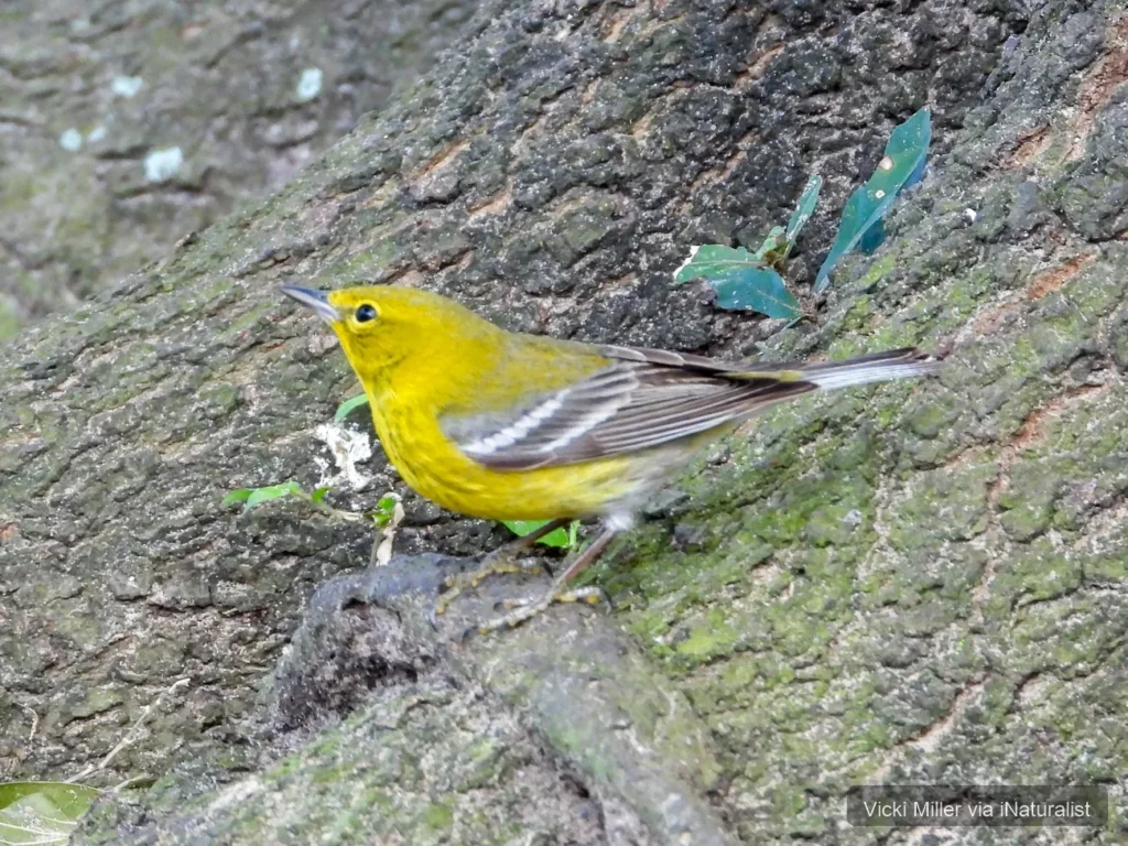 pine-warbler_setophaga-pinus