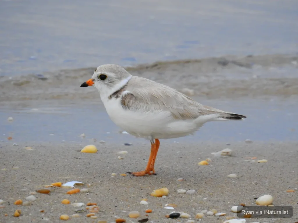 piping-plover_charadrius-melodus