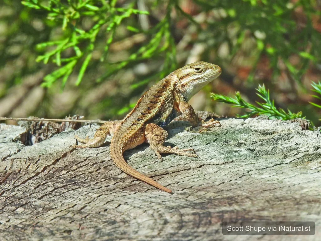 prairie lizard