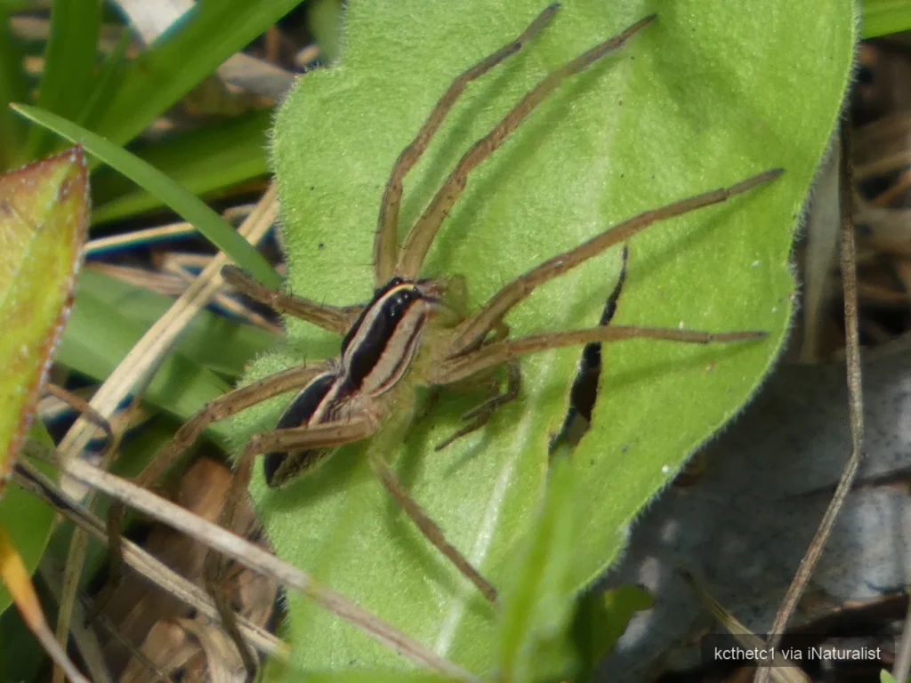 rabid wolf spider_rabidosa rabida
