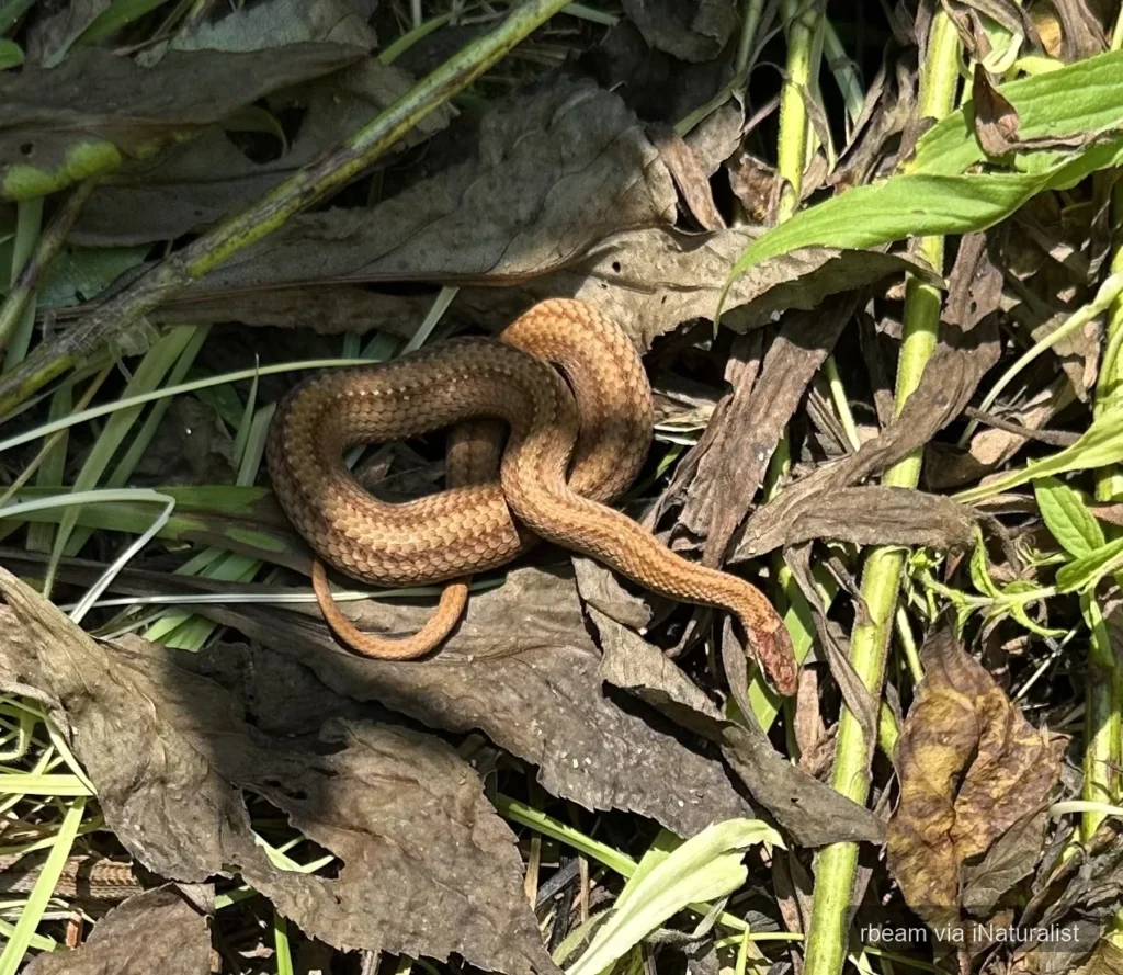 red-bellied-snake