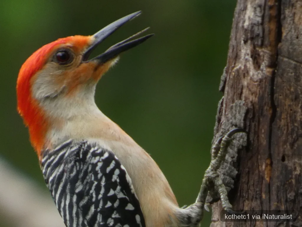 red bellied woodpecker