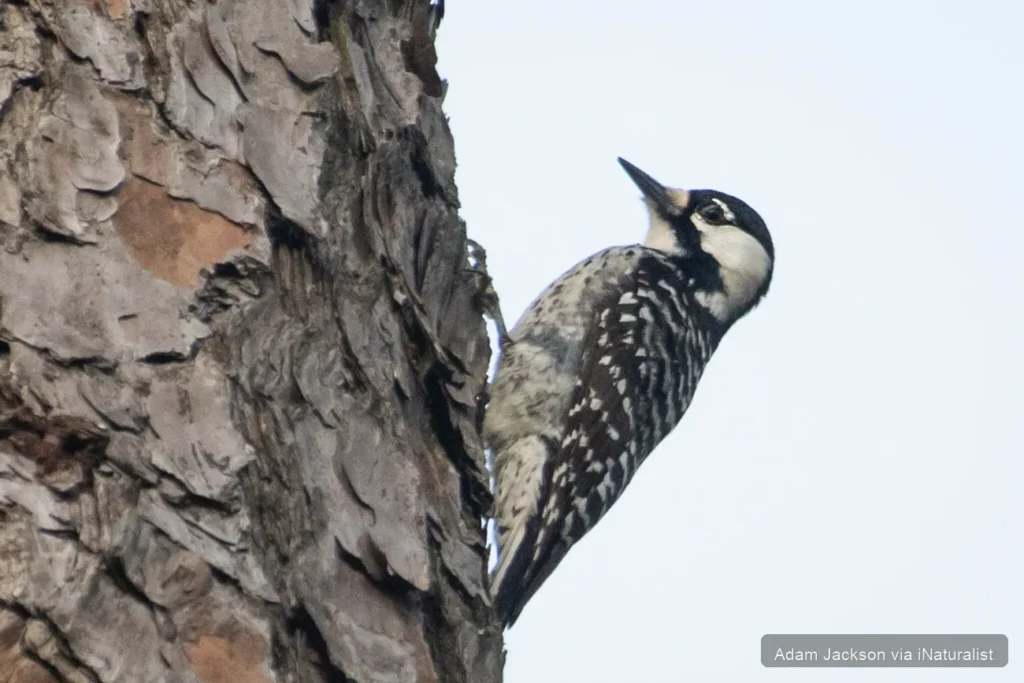 red-cockaded-woodpecker_leuconotopicus-borealis