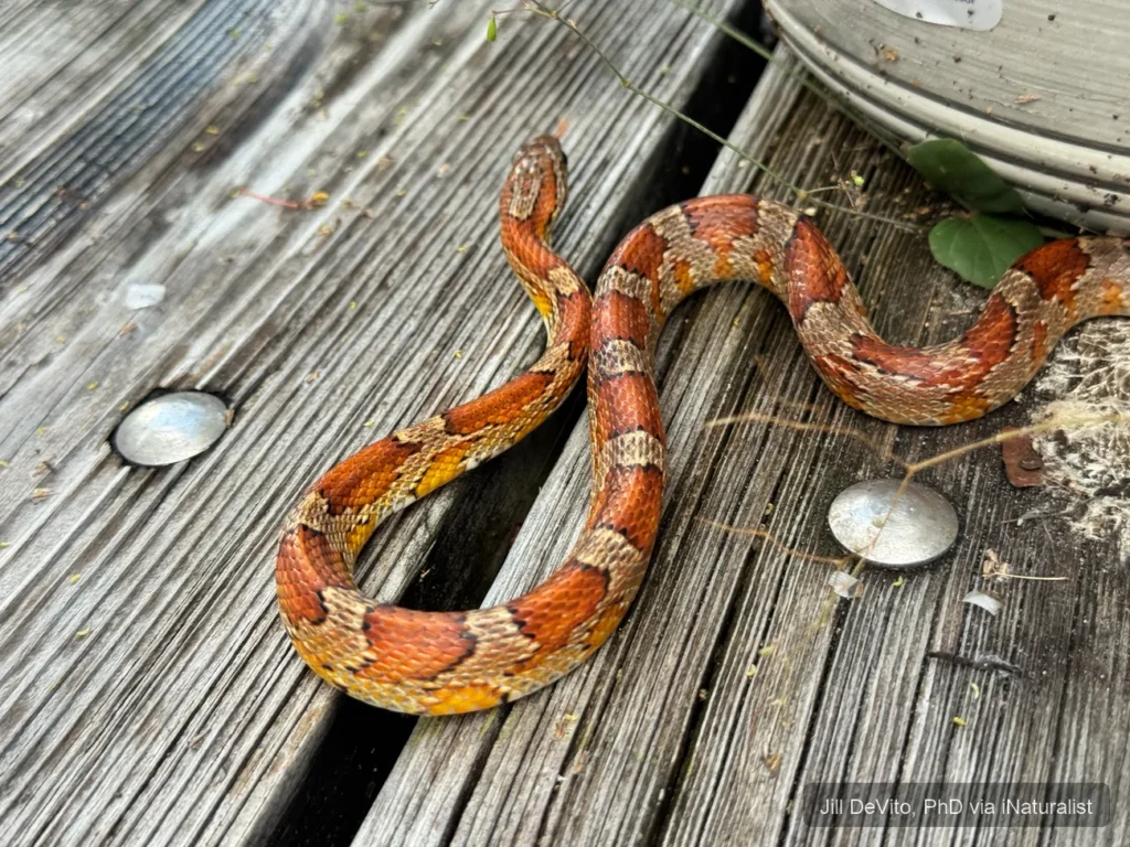 red-cornsnake
