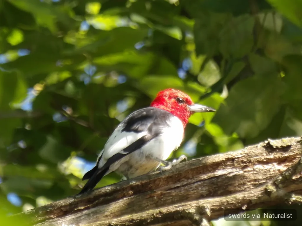 red headed woodpecker