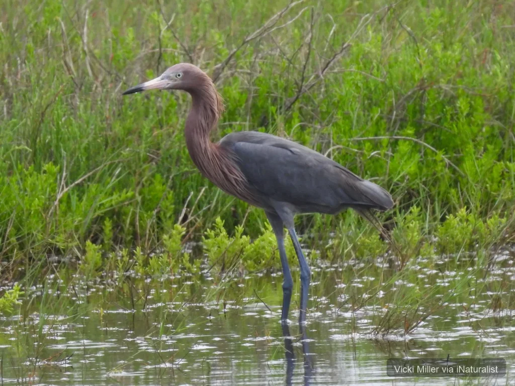 reddish-egret_egretta-rufescens