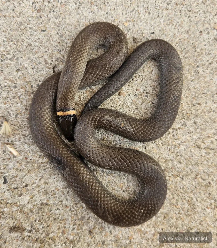ring-necked-snake