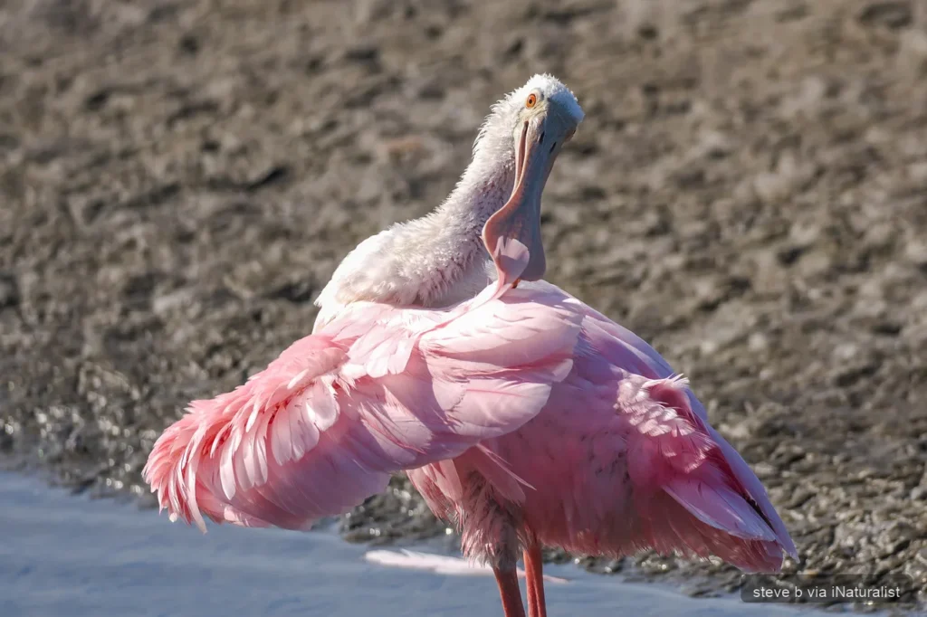 roseate-spoonbill_platalea-ajaja