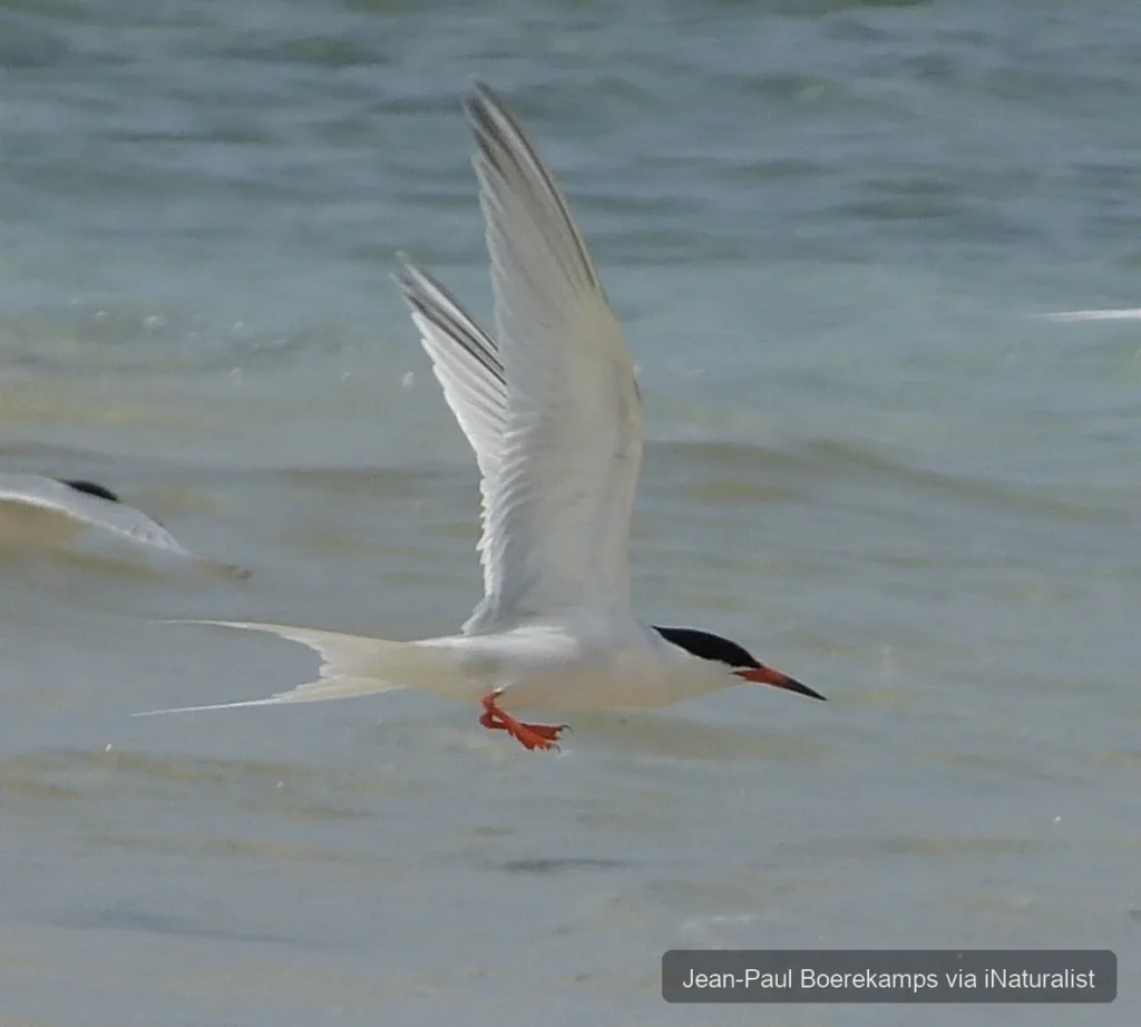 roseate-tern_sterna-dougallii