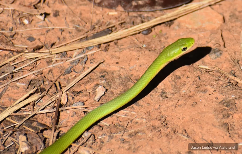 rough-greensnake